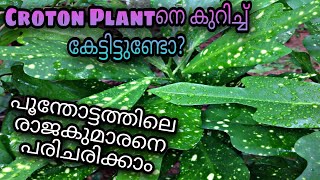 Croton plant easy Caring | പൂന്തോട്ടത്തിലെ രാജകുമാരൻ | Easy Garden Hacks | Malayalam Gardening tips