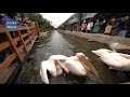 4k kobe animal kingdom pelican flight 神戸どうぶつ王国