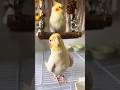 Adorable Cockatiel Pete serenading Cookie Song 🎶🦜 #cockatielscraze #birdsinging