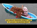 KKP Genjot Produksi #Rumput Laut di #Jailolo #Halmahera Barat