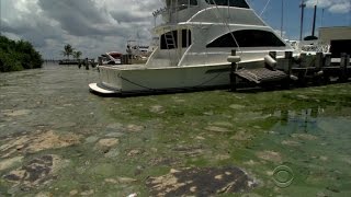 Algae bloom shutting down Florida beaches