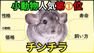 【小動物人気1位】チンチラの性格・寿命・飼い方・価格まとめ