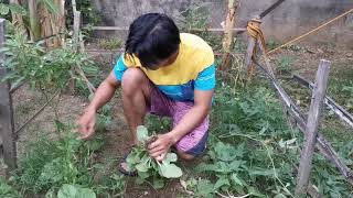 Jobimbo FARMING Vlog 12-Backyard Pechay Harvesting