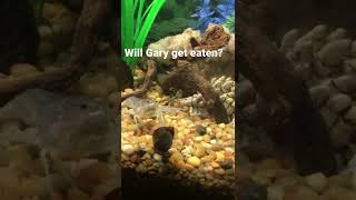 Will my crayfish eat a snail?