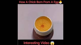 How A Chick Born From A Egg🐣 - Interesting Video -😱