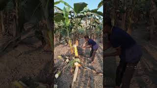 Cutting Banana Trees A Farmers (#ep-272) #shorts #trending #banana 🍌🍌#farming #banana #shorts