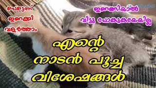 പെട്ടെന്ന് ഇണങ്ങുന്ന നാടൻ പൂച്ച വിശേഷങ്ങൾ|Domestic Cat