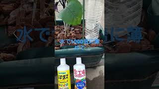 茄子等へ簡単潅水＆追肥