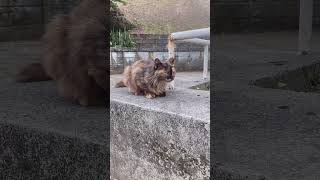 希望ヶ丘公園 猫と鳩の華麗なる共演(Cat vs Pigeons)#Shorts