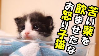 お薬が効いてきた子猫たち。このまま、良くなって欲しい【赤ちゃん猫　保護猫】