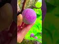 satisfying fruit cutting video රසවත් පළතුරක් 01 පළතුරු රසවත් fruit