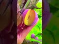 satisfying fruit cutting video රසවත් පළතුරක් 01 පළතුරු රසවත් fruit