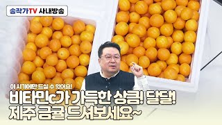 사내방송 250221 비타민c가 가득한 상큼 달달 제주 금귤이 왔어요~ 품질 최고! 맛도 최고! 손이 멈추질 않아요