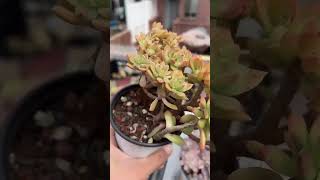 馬庫斯綴化 多肉植物 succulents