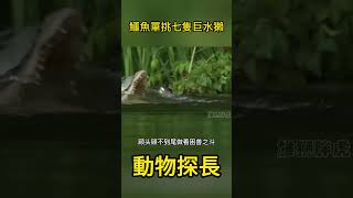 鱷魚單挑七隻巨水獺，結果沒幾分鐘，就成了巨水獺午餐#動物世界 #鱷魚 #巨水獺