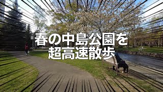 春の中島公園を超高速散歩 #Shorts