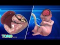 Zika outbreak: How does the Zika virus damage the brain? - TomoNews