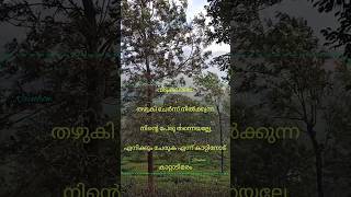 കുളിർകാറ്റിനോട് ഒരടുപ്പമുണ്ട് കാറ്റാടി മരച്ചില്ലകൾക്കും #shortvideo #nature ഈ കാറ്റു വന്നു കാതിൽ....