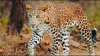 മലപ്പുറത്ത് പുലിപ്പേടിയില്‍ നാട്ടുകാര്‍ | Leopard