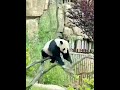 This is why giant pandas are rare animals #panda #cute #funny #redpanda #giantpanda