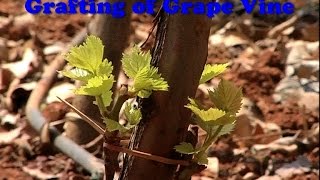 Grafting of Grape Vine