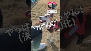 教えてもない事が出来る天才犬がこちら #保護犬 #保護犬と暮らす #dog #犬犬 #犬のいる暮らし #犬飼いたい #愛犬