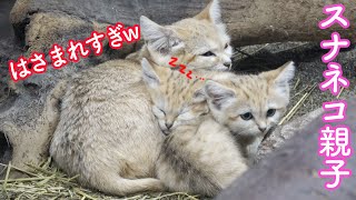 はさまれすぎてキツネ顔になっちゃった子猫がこちらです…スナネコ親子16 那須どうぶつ王国  2020.9.4  Sand Cat Sisters☆ kitten　ジャミールママと娘たち　授乳→お昼寝