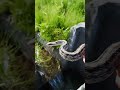 snake rescue 水路に落ちたヘビを救出 自己満