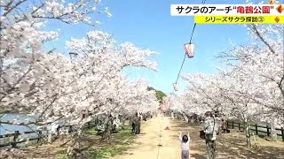 まるでピンクのアーチ　夜桜も楽しめる亀鶴公園　ぼんぼりが灯され幻想的な雰囲気に【香川・さぬき市】 (23/03/29 17:45)