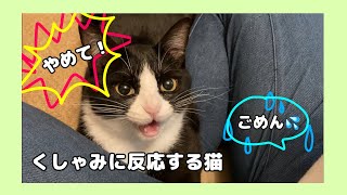 【猫動画】くしゃみに反応する猫