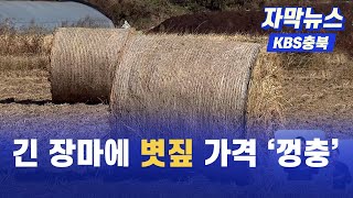 [자막뉴스] 사료용 볏짚 가격 ‘상승’,  축산 농가 부담