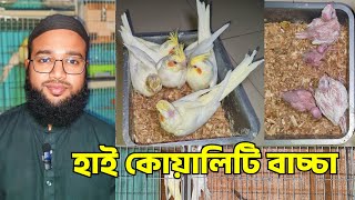 ককাটেল পাখির দাম | YELLOW RINGNECK PARROT