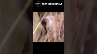 Brutal Moments! When The Predator Hunts The Antelope! TGMA Wild Animals #shorts