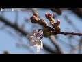 東京都心で桜が開花　昨年と並び最速