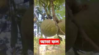 বাংলাদেশি আতা ফল #rragro #bangladesh #bangla #ফলমূল #গ্রাম #গ্রামবাংলার