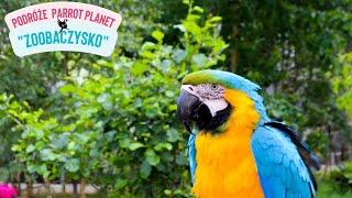 Podróże Parrot Planet: Zoobaczysko | Spacer po Zoobaczysku: Zobacz papugi latające wolno!