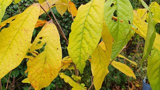 Update on my Pawpaw (Asimina Triloba) Trio. 3 Trees in 1 Hole.