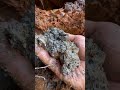 traditional gold mining gold panning in scary river