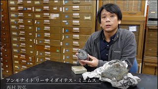 アンモナイト リーサイダイテス・ミニムス【古生物編11-4】