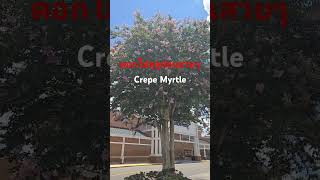 ดอกไม้ฤดูร้อนสวยๆบานสะพรั่งเต็มต้นในUSA#crepemyrtle#ดอกไม้สวยๆ#beautifulflower#ดอกไม้ฤดูร้อน#อเมริกา