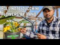 How to pollinate zucchini by hand ! Don't lose your zucchini! #zucchini #courgette #garden