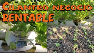 Cultivo de cilantro una excelente fuente de ingresos😲💵💵💵NEGOCIO RENTABLE