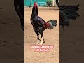 ravindra gari punjulu top quality breed available pandem rooster top @harshafarms