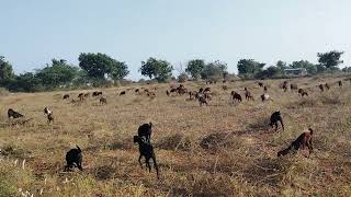 ನೋಡಿ ಸ್ನೇಹಿತರೆ ನಮ್ಮ ಕುರಿಗಳು ತೊಗರಿವಾಳ ಮೇಯುತಿದ್ದಾವೆ