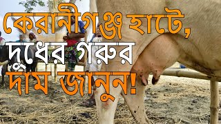 গরুর হাট থেকে উন্নত জাতের গাভীর অবিশ্বাস্য দাম দেখুন। cow market in bangladesh