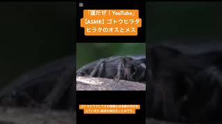 【ASMR】ゴトウヒラタヒラタのオスとメス #love #クワガタ #stagbeetle #mukbang #courtship  #한국어asmr #구애행동 #求愛 #繁殖 #ytshorts