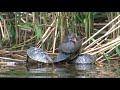 野鳥撮影・ バンのヒナ・大冒険　4k