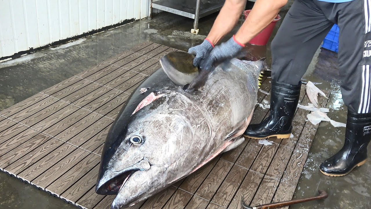 Fluecy And Perfect Cutting Skills Of Bluefin Tuna Youtube