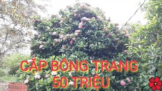 TXT CẶP BÔNG TRANG (HOA MẪU ĐƠN) KHỦNG GIÁ 50 TRIỆU NTN ?(Quê Dừa)