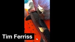 Tagging a Tiger Shark for Research | Tim Ferriss
